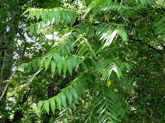 {Ailanthus altissima}